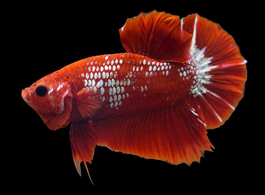 紅龍魚(yú)背景圖高清大圖