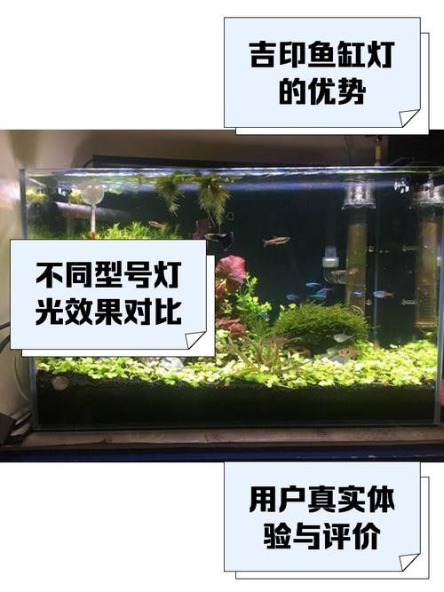 龍魚缸燈光怎么放比較好圖片