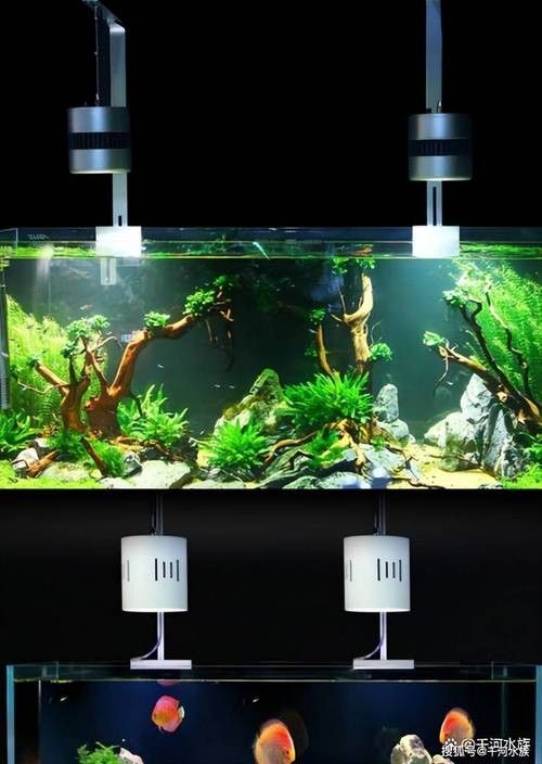 龍魚缸燈光怎么放比較好圖片