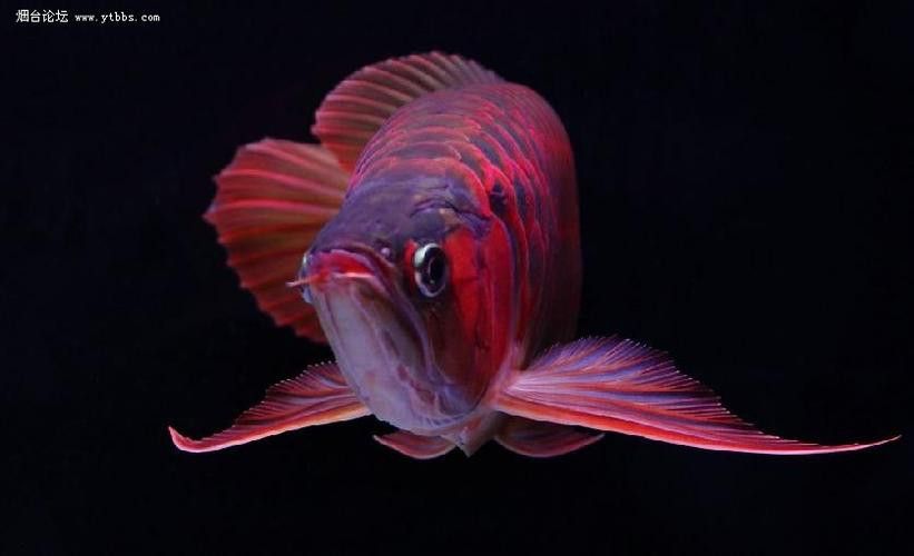 最好看的龍魚圖片大全大圖視頻