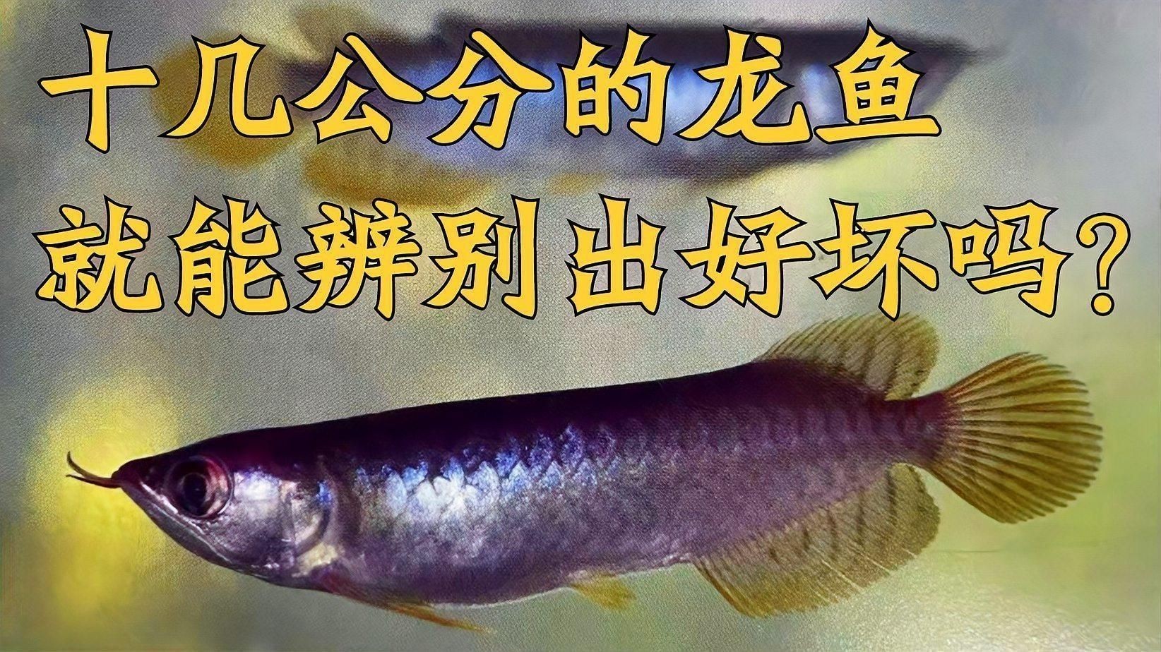 如何判斷龍魚是否健康生長？