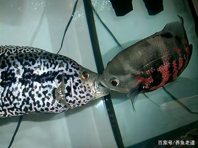 金龍魚感染寄生蟲后多久會死亡？ 金龍魚感染寄生蟲后多久會死亡？ 龍魚百科 第1張
