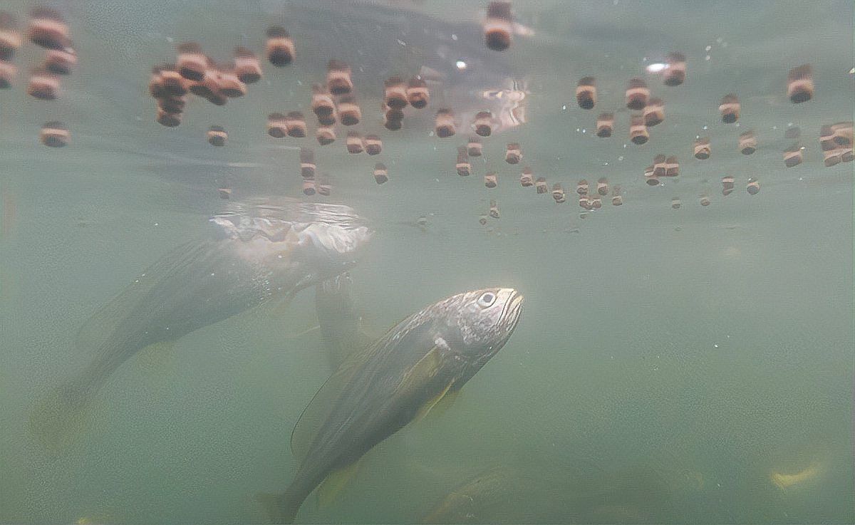 金龍魚感染寄生蟲后多久會死亡？ 金龍魚感染寄生蟲后多久會死亡？ 龍魚百科 第2張