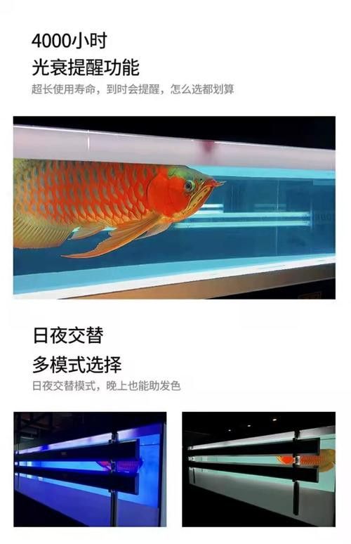 金龍魚用什么燈管好看 金龍魚用什么燈管好看 龍魚百科 第10張
