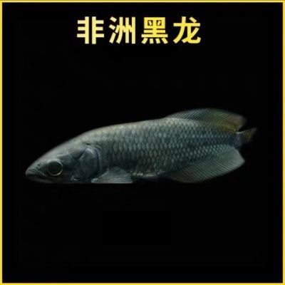 龍魚工坊黑龍釣多重：龍魚工坊黑龍釣多重信息搜索結果沒有提及具體的釣重信息