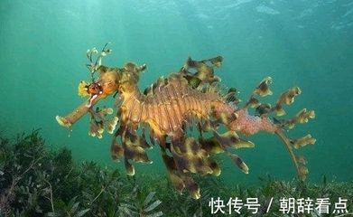 龍魚變色怎么回事啊：關于龍魚變色的一些建議 龍魚變色怎么回事啊：關于龍魚變色的一些建議 龍魚百科 第1張