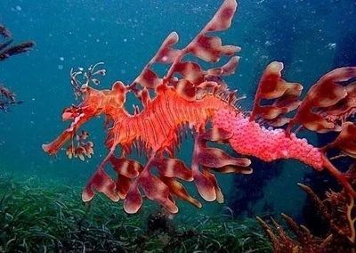 龍魚變色怎么回事啊：關于龍魚變色的一些建議 龍魚變色怎么回事啊：關于龍魚變色的一些建議 龍魚百科 第2張