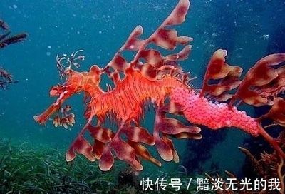 龍魚變色怎么回事啊：關于龍魚變色的一些建議 龍魚變色怎么回事啊：關于龍魚變色的一些建議 龍魚百科 第3張