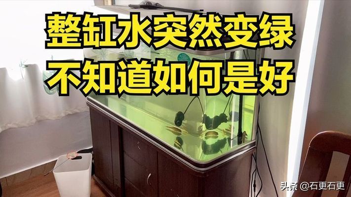 金龍魚的底色發(fā)綠怎么辦：金龍魚底色發(fā)綠怎么辦金龍魚底色發(fā)綠怎么辦 金龍魚的底色發(fā)綠怎么辦：金龍魚底色發(fā)綠怎么辦金龍魚底色發(fā)綠怎么辦 龍魚百科