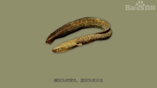 海南野生過(guò)山龍魚(yú)圖片高清 海南野生過(guò)山龍魚(yú)圖片高清 龍魚(yú)百科 第5張