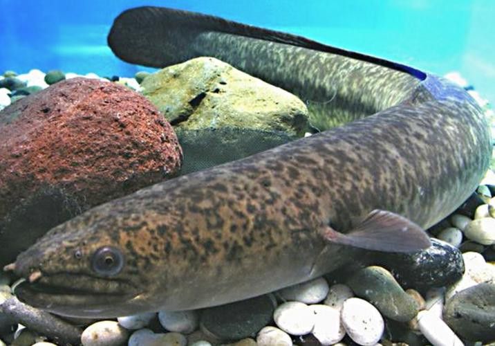 海南野生過(guò)山龍魚(yú)圖片高清 海南野生過(guò)山龍魚(yú)圖片高清 龍魚(yú)百科 第1張