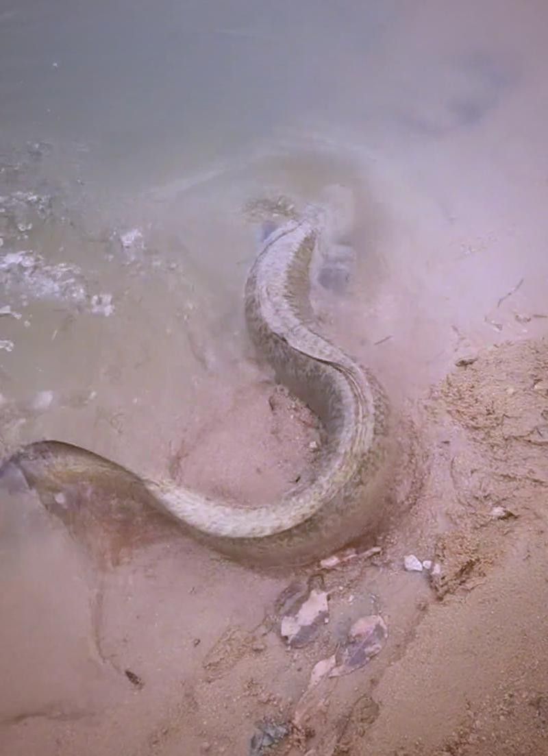 海南野生過(guò)山龍魚(yú)圖片高清 海南野生過(guò)山龍魚(yú)圖片高清 龍魚(yú)百科 第9張