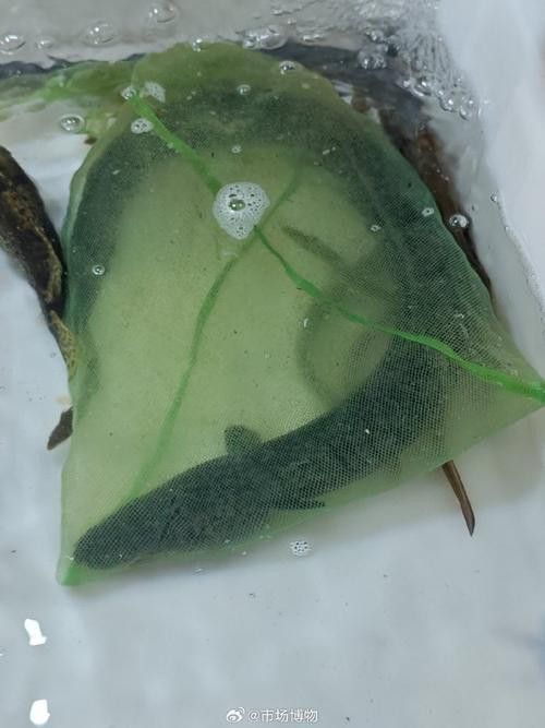 海南野生過(guò)山龍魚(yú)圖片高清 海南野生過(guò)山龍魚(yú)圖片高清 龍魚(yú)百科 第13張