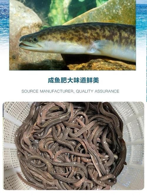 海南野生過(guò)山龍魚(yú)圖片高清 海南野生過(guò)山龍魚(yú)圖片高清 龍魚(yú)百科 第14張