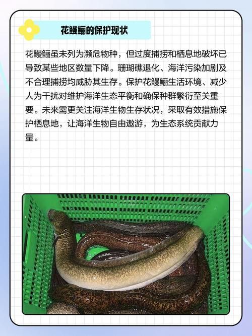 海南野生過(guò)山龍魚(yú)圖片高清 海南野生過(guò)山龍魚(yú)圖片高清 龍魚(yú)百科 第11張
