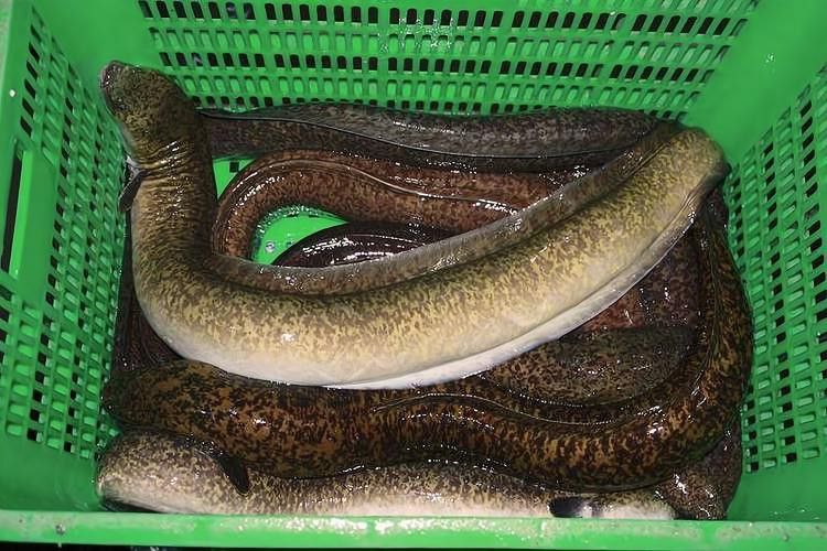 海南野生過(guò)山龍魚(yú)圖片高清 海南野生過(guò)山龍魚(yú)圖片高清 龍魚(yú)百科 第12張