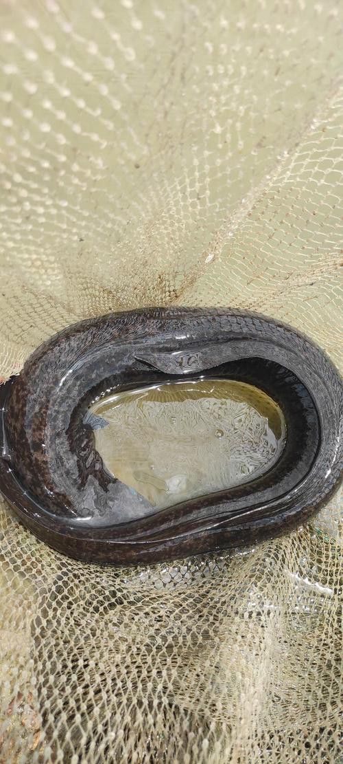 海南野生過(guò)山龍魚(yú)圖片高清 海南野生過(guò)山龍魚(yú)圖片高清 龍魚(yú)百科 第10張