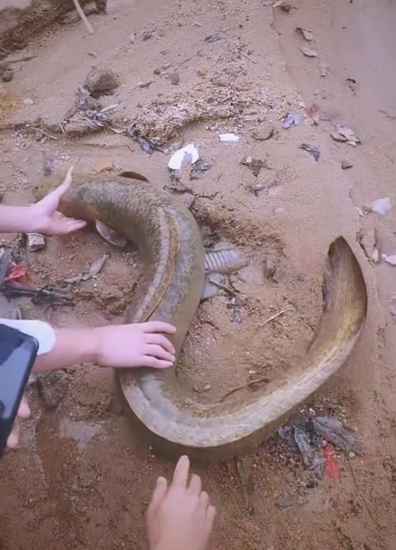 海南野生過(guò)山龍魚(yú)圖片高清 海南野生過(guò)山龍魚(yú)圖片高清 龍魚(yú)百科 第16張