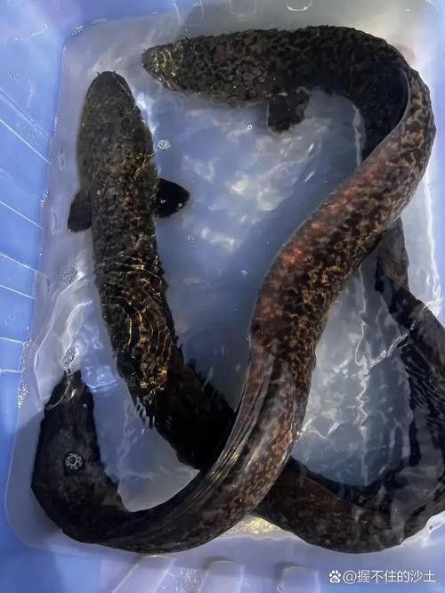 海南野生過(guò)山龍魚(yú)圖片高清 海南野生過(guò)山龍魚(yú)圖片高清 龍魚(yú)百科 第15張