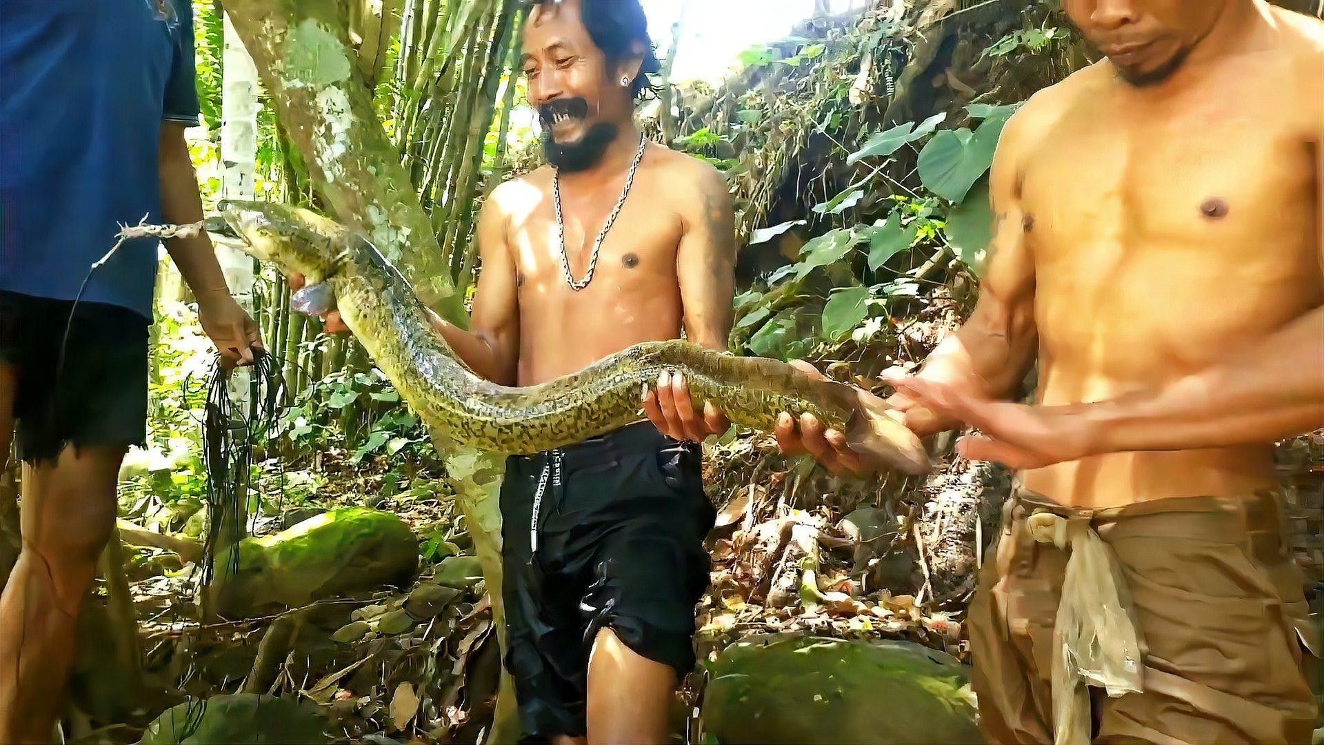 海南野生過(guò)山龍魚(yú)圖片高清 海南野生過(guò)山龍魚(yú)圖片高清 龍魚(yú)百科 第20張