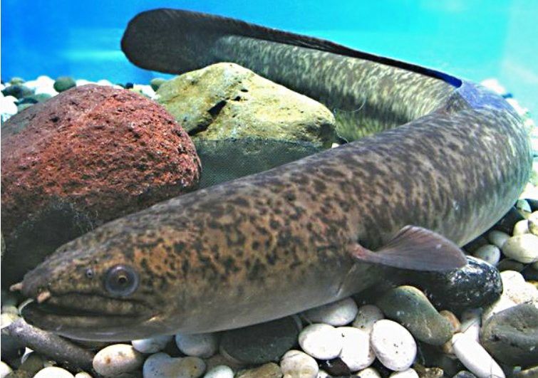 海南野生過(guò)山龍魚(yú)圖片高清 海南野生過(guò)山龍魚(yú)圖片高清 龍魚(yú)百科 第23張