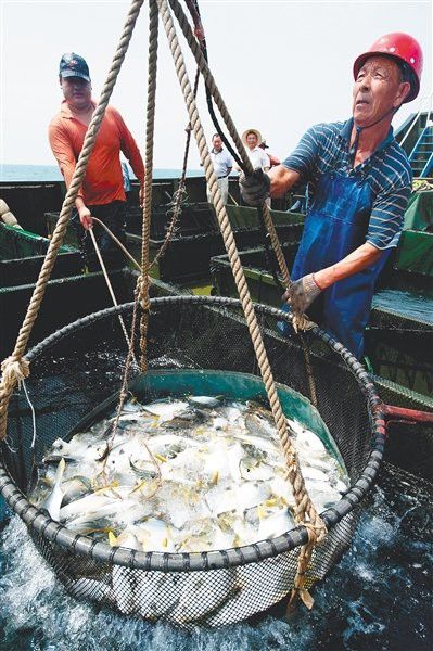 海南野生過(guò)山龍魚(yú)圖片高清 海南野生過(guò)山龍魚(yú)圖片高清 龍魚(yú)百科 第24張