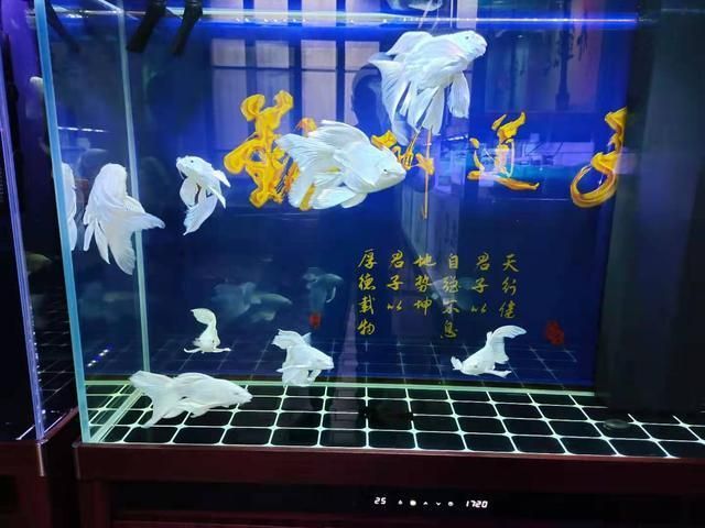 黃金眼鏡蛇雷龍魚用什么過濾（雷龍魚過濾器品牌推薦） 黃金眼鏡蛇雷龍魚用什么過濾（雷龍魚過濾器品牌推薦） 龍魚百科 第4張