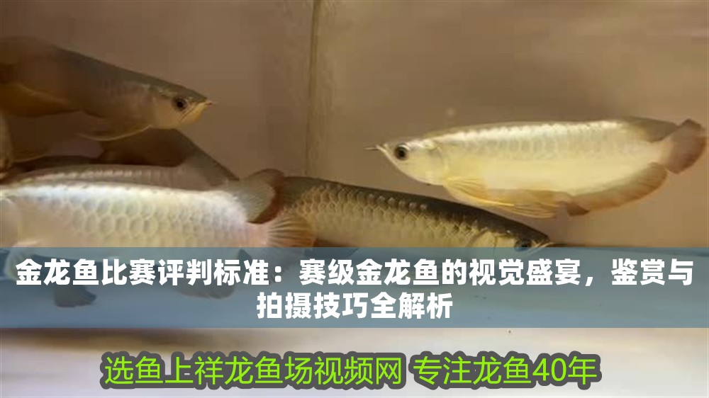 金龍魚比賽評判標(biāo)準：賽級金龍魚的視覺盛宴，鑒賞與拍攝技巧全解析 金龍魚比賽評判標(biāo)準：賽級金龍魚的視覺盛宴，鑒賞與拍攝技巧全解析 龍魚百科 第1張