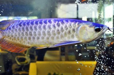 金龍魚比賽評判標(biāo)準：賽級金龍魚的視覺盛宴，鑒賞與拍攝技巧全解析 金龍魚比賽評判標(biāo)準：賽級金龍魚的視覺盛宴，鑒賞與拍攝技巧全解析 龍魚百科 第2張