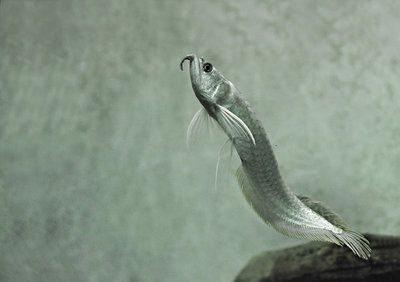 養一條銀龍魚孤單不好：養一條銀龍魚孤單不好嗎？ 養一條銀龍魚孤單不好：養一條銀龍魚孤單不好嗎？ 龍魚百科 第2張