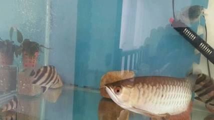 金龍魚氧氣需求大嗎：金龍魚氧氣需求大嗎金龍魚氧氣需求大嗎 金龍魚氧氣需求大嗎：金龍魚氧氣需求大嗎金龍魚氧氣需求大嗎 龍魚百科 第3張