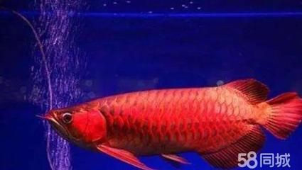 龍魚吃魚苗嗎：龍魚怎么打包裝