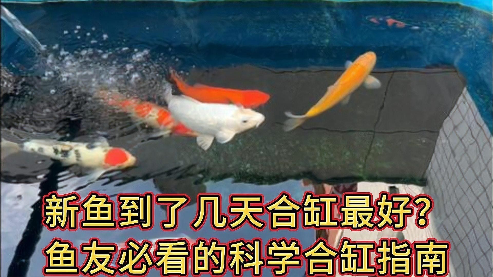 龍魚(yú)換缸后多久可以合缸？