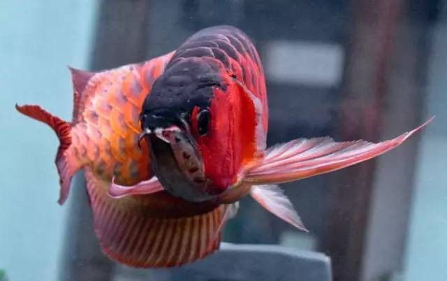 怎么鑒別紅龍魚血統(tǒng)好壞呢圖片