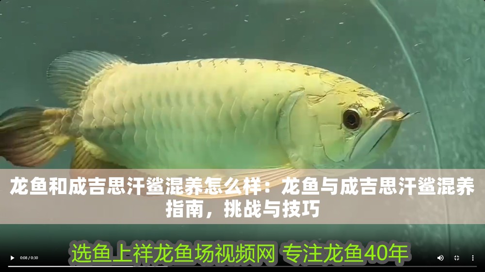 龍魚和成吉思汗鯊混養怎么樣：龍魚與成吉思汗鯊混養指南，挑戰與技巧