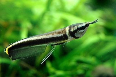 黑龍魚多少錢一只幼魚：黑龍魚多少錢一只