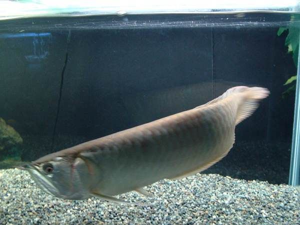 黑龍魚多少錢一只幼魚：黑龍魚多少錢一只