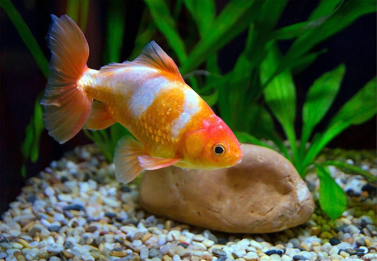 龍魚眼球有個小白點圖片