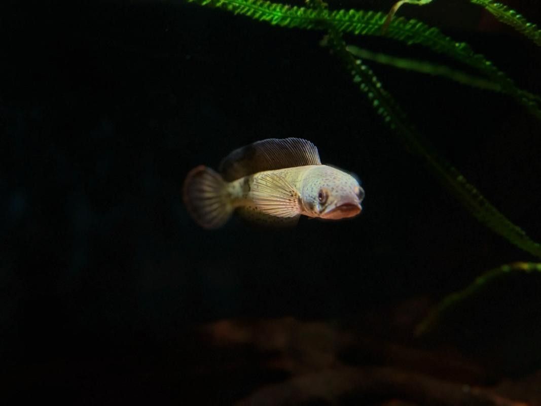 雷龍魚幼苗圖片欣賞 雷龍魚幼苗圖片欣賞 龍魚百科 第7張