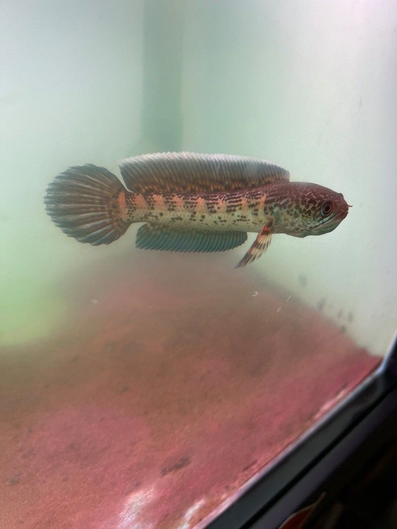 雷龍魚幼苗圖片欣賞 雷龍魚幼苗圖片欣賞 龍魚百科 第8張