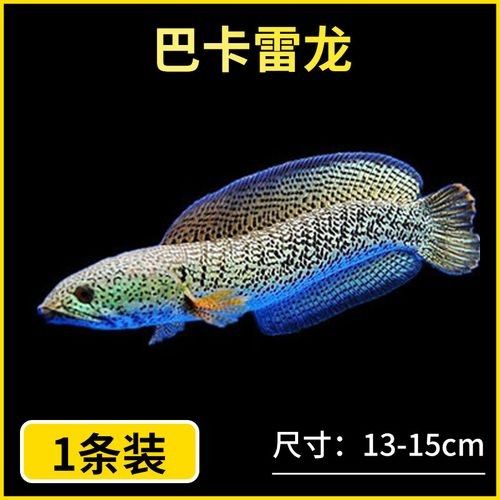 雷龍魚幼苗圖片欣賞 雷龍魚幼苗圖片欣賞 龍魚百科 第4張