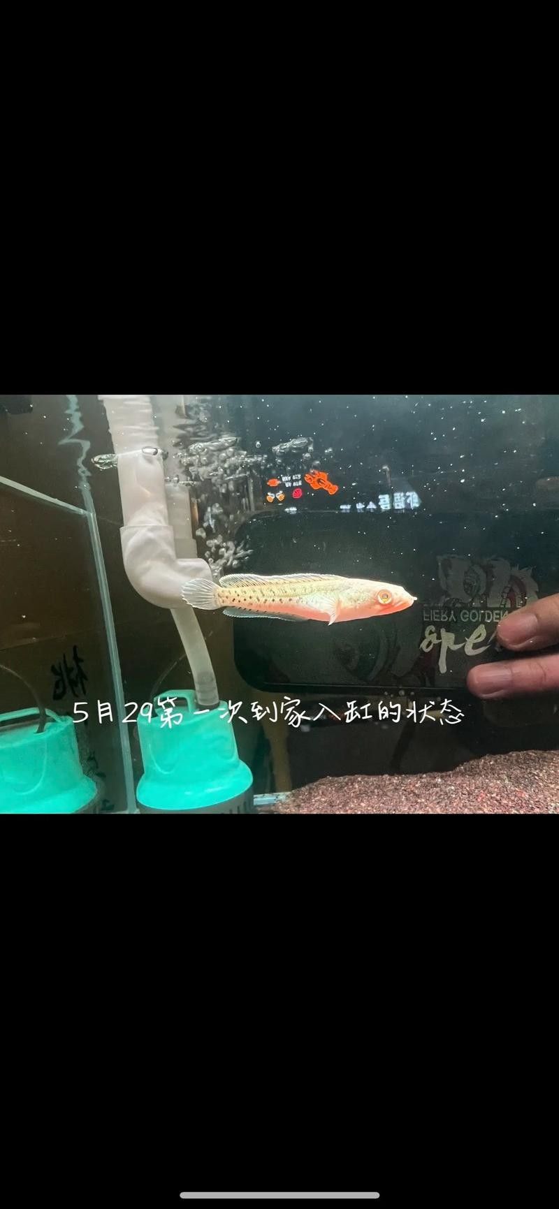 雷龍魚幼苗圖片欣賞 雷龍魚幼苗圖片欣賞 龍魚百科 第9張