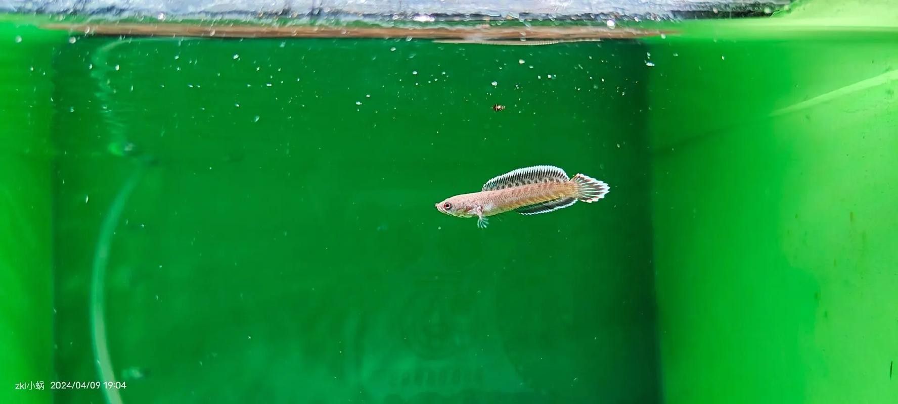 雷龍魚幼苗圖片欣賞 雷龍魚幼苗圖片欣賞 龍魚百科 第15張