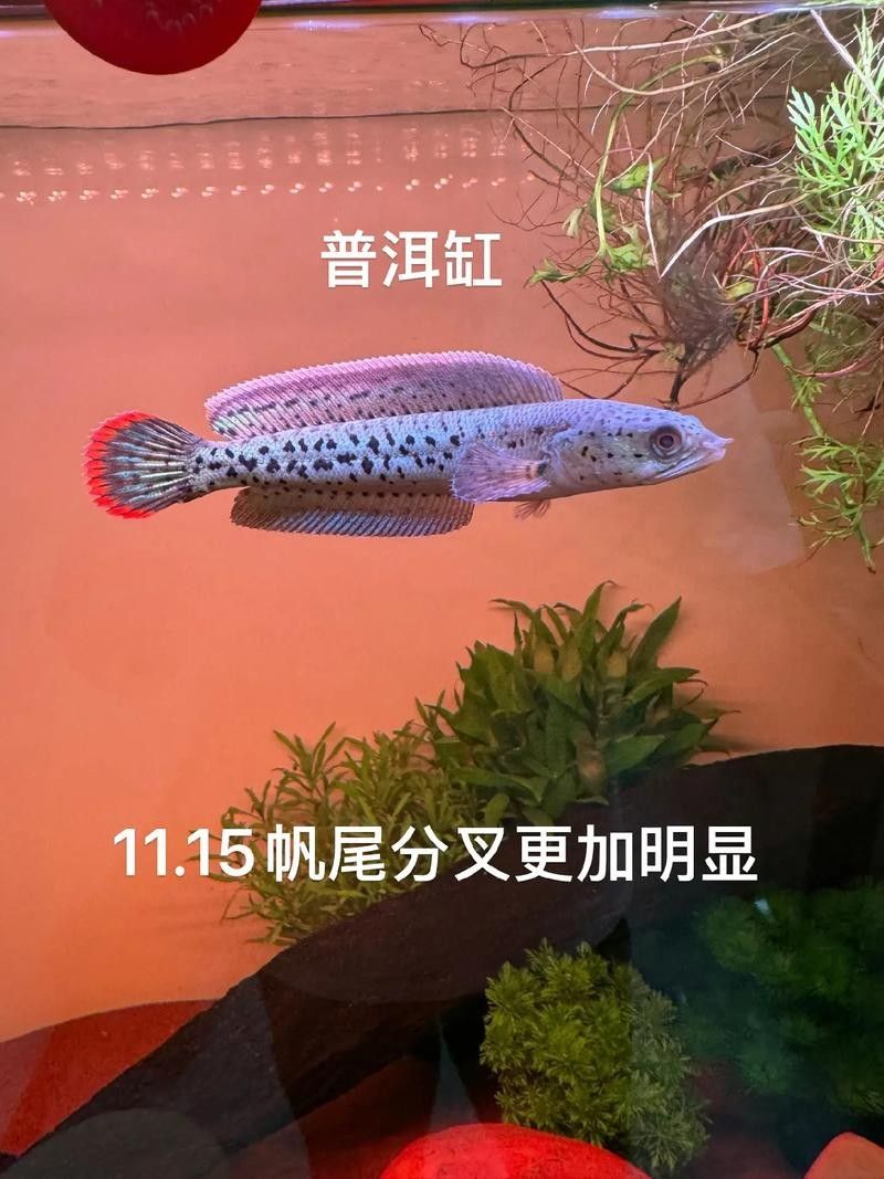 雷龍魚幼苗圖片欣賞 雷龍魚幼苗圖片欣賞 龍魚百科 第11張