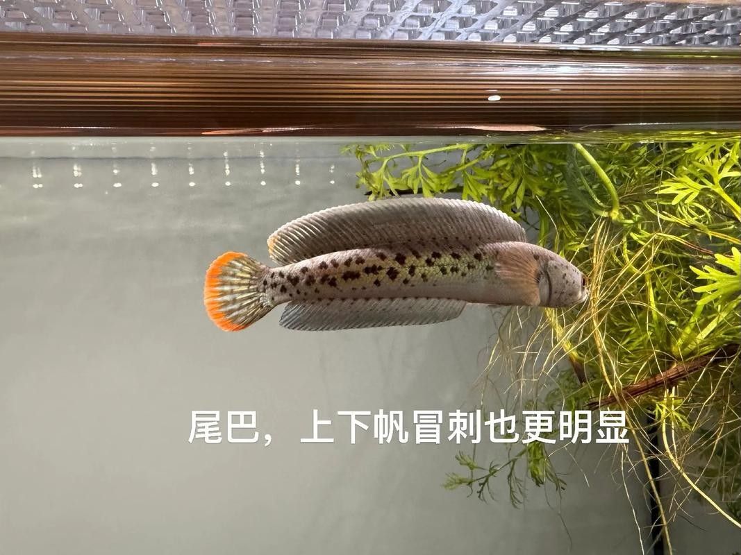 雷龍魚幼苗圖片欣賞 雷龍魚幼苗圖片欣賞 龍魚百科 第13張