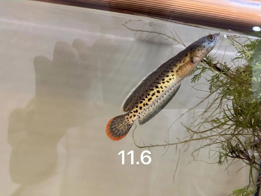 雷龍魚幼苗圖片欣賞 雷龍魚幼苗圖片欣賞 龍魚百科 第12張