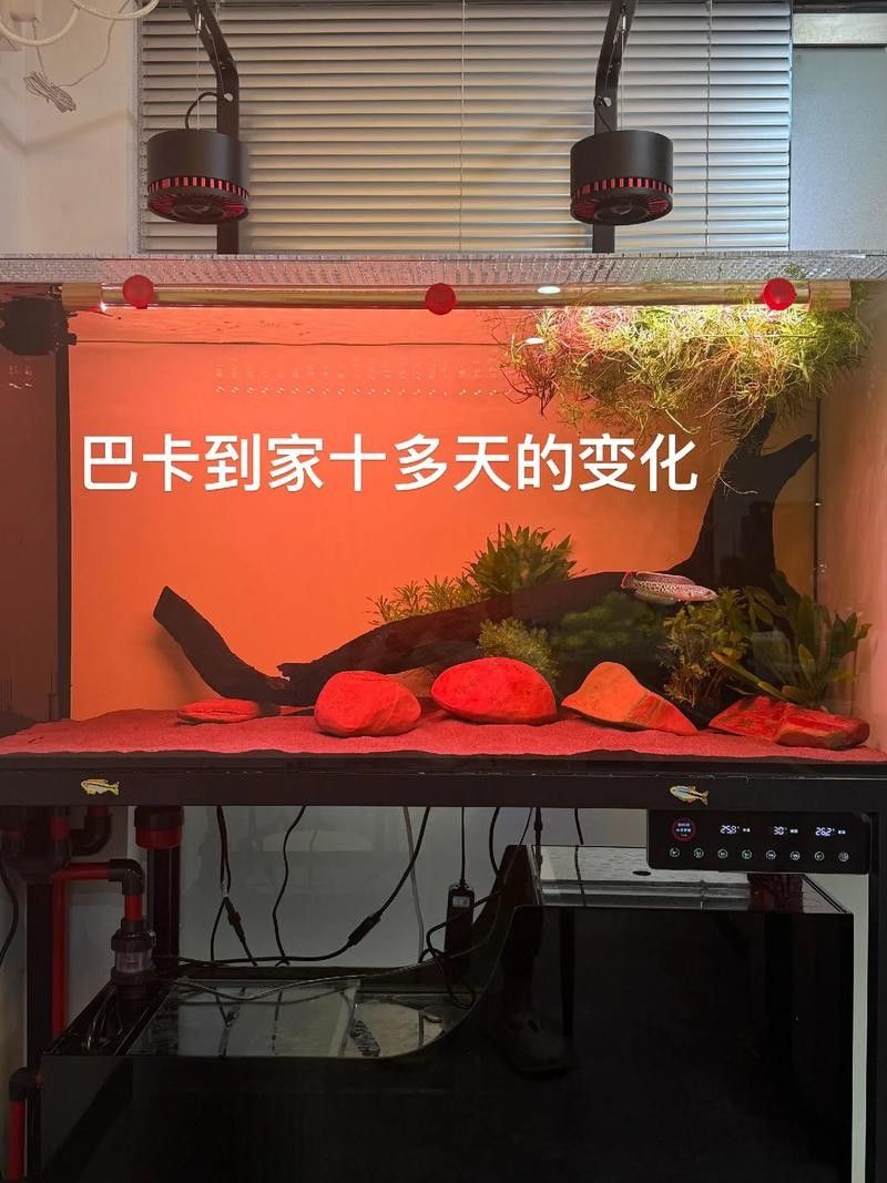 雷龍魚幼苗圖片欣賞 雷龍魚幼苗圖片欣賞 龍魚百科 第10張
