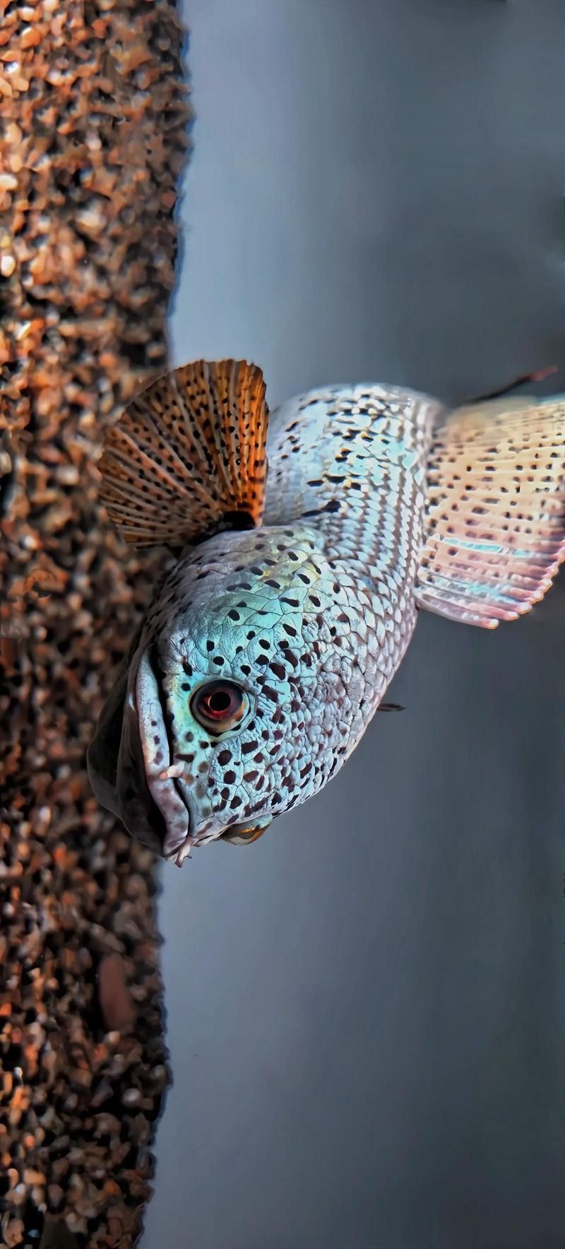 雷龍魚幼苗圖片欣賞 雷龍魚幼苗圖片欣賞 龍魚百科 第14張