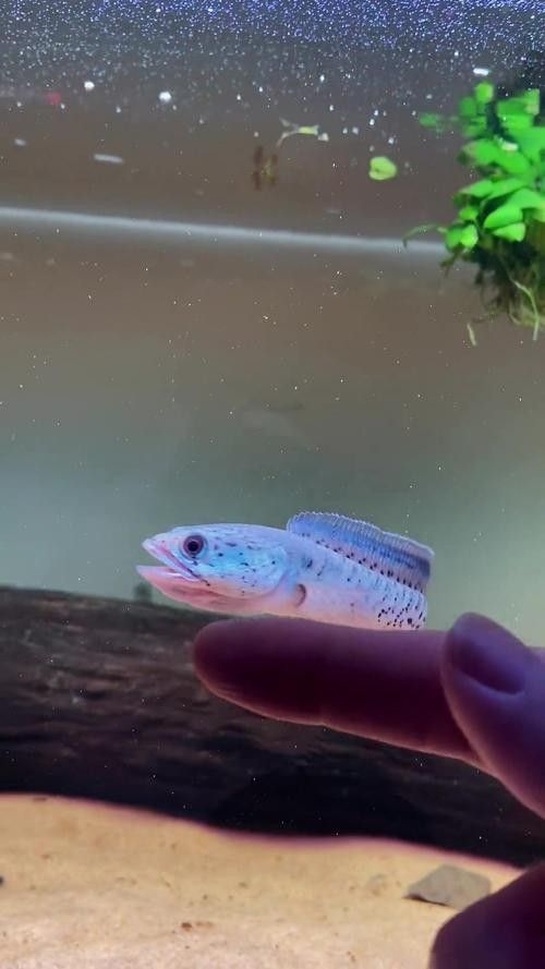 雷龍魚幼苗圖片欣賞 雷龍魚幼苗圖片欣賞 龍魚百科 第16張