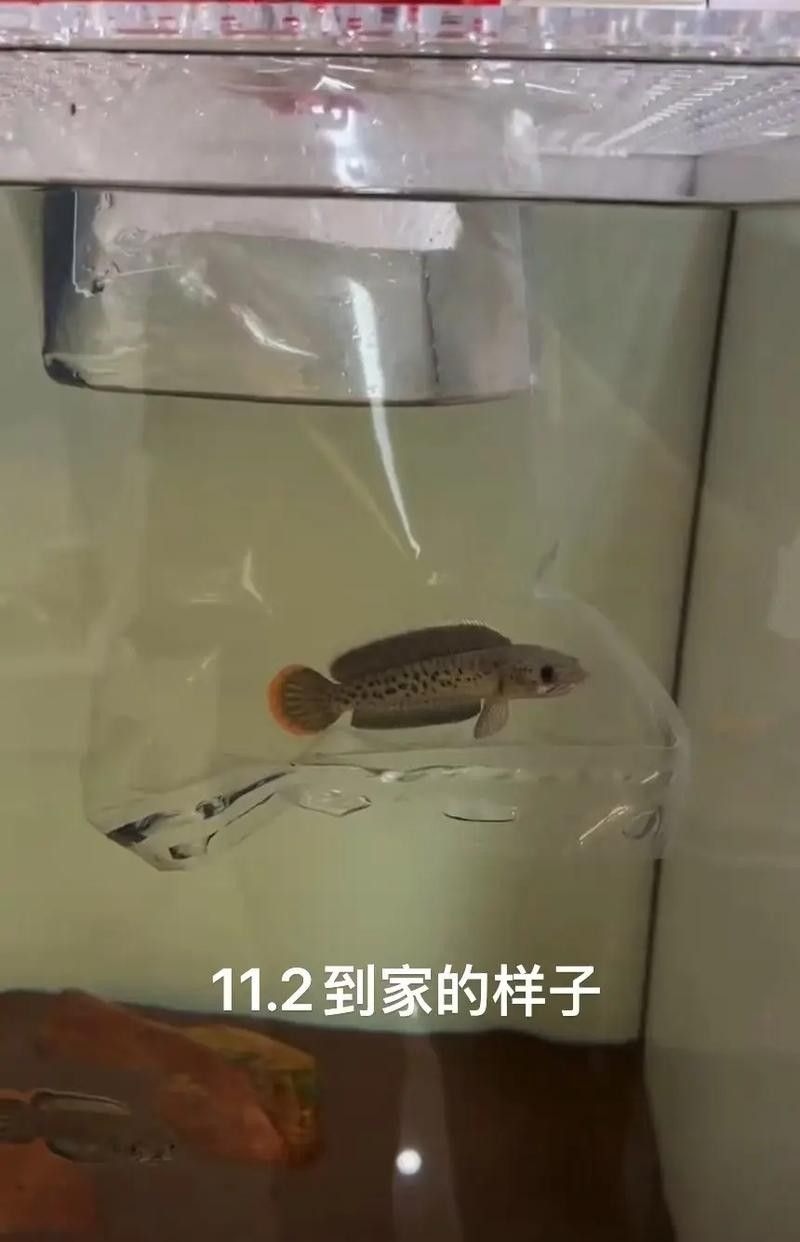 雷龍魚幼苗圖片欣賞 雷龍魚幼苗圖片欣賞 龍魚百科 第17張